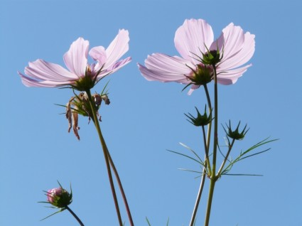 Cosmea цветок светло-розовый