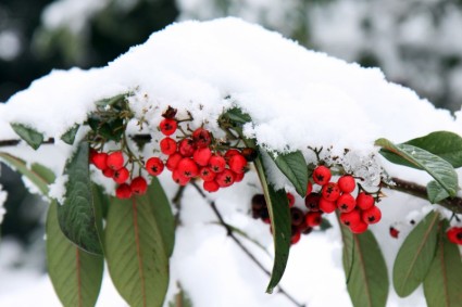 cotoneaster di musim dingin