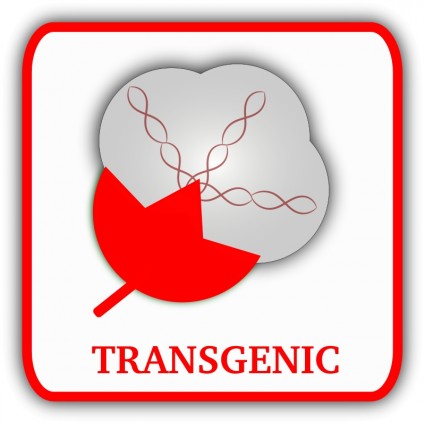 algodón transgénico