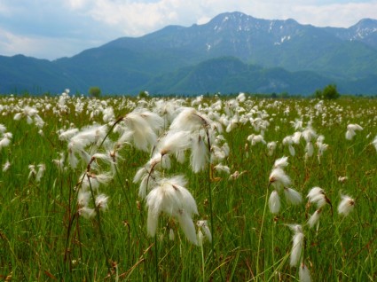 cottongrass болото Луговой цветок