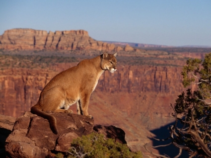Cougar sfondi animali felini