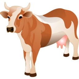 母牛