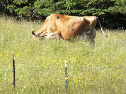 krowa w polu