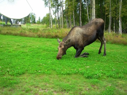 sapi moose berlutut lanskap