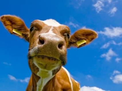 Fondo de pantalla de vaca vacas animales