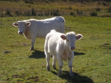 vacche vitello natura