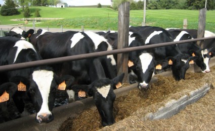 Kühe, die Fütterungszeit