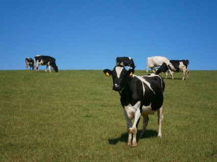 الأبقار العشب المرج