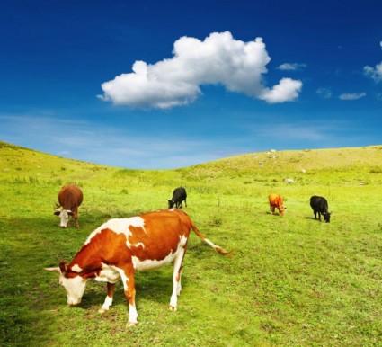 imagens de hd de vacas