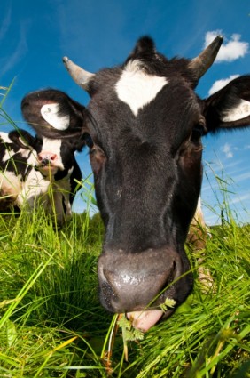 obraz hd krowy