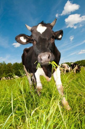 Cows Hd Picture