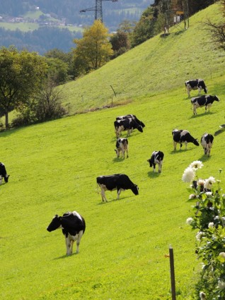 recuperación de la naturaleza de las vacas