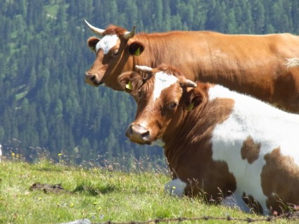 الأبقار البقر اثنين