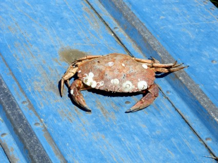 crabe sur un bateau bleu aqua