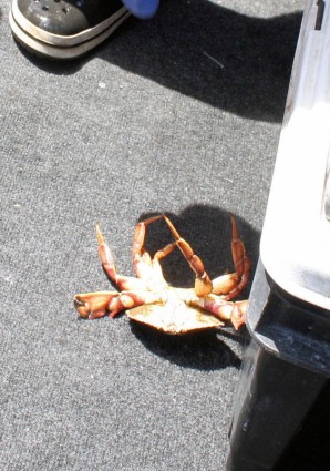 Krabben auf dem Rücken