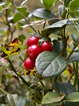 赤いクランベリー森の果物