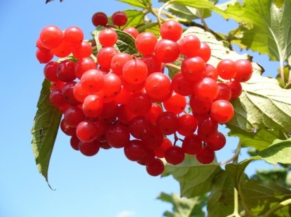 cranberry cranberry bush