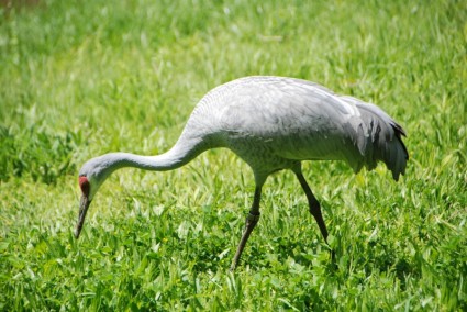 gru uccelli acquatici sandhill crane