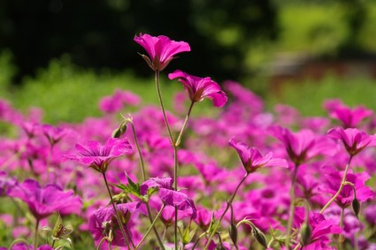 Rosa flores de geranio