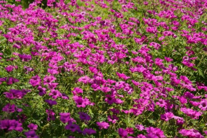 Rosa flores de geranio