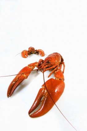 Crayfish Picture