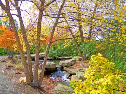 Creek dan pohon-pohon di musim gugur