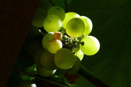 クロアチアのブドウの緑