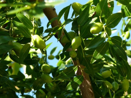 Croácia a árvore de azeitonas