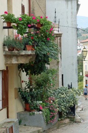Kroaten Liebe Blumen