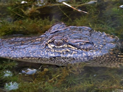 cá sấu đôi mắt hoang dã