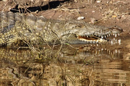 réptil de lagarto crocodilo