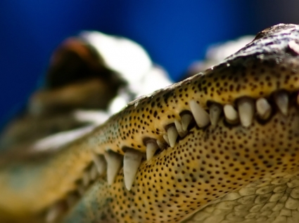 Krokodyl tapeta krokodyle zwierząt