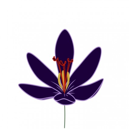flor de azafrán