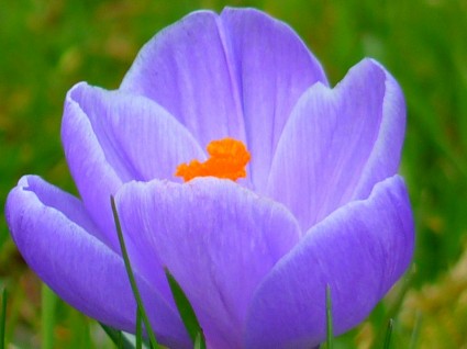 クロッカスの花紫
