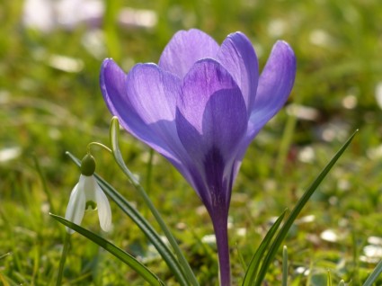 Krokus lila violett