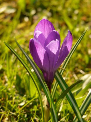 クロッカス春紫
