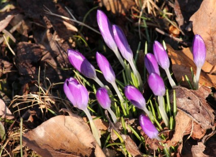 Crocus primavera violeta