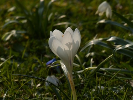 Crocus fleur blanche