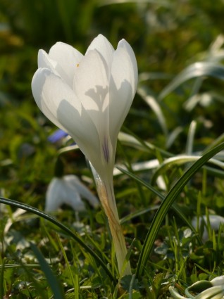 クロッカスの白い花