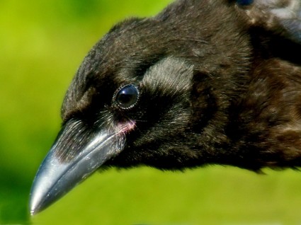 Crow Chim động Vật-Thiên Nhiên-hình ảnh Miễn Phí Miễn Phí Tải Về