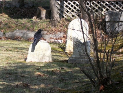 在墓碑上的乌鸦