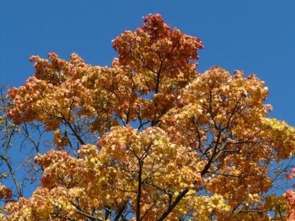 王冠の秋の色