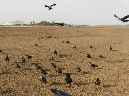 corvi indiani corvo indiano