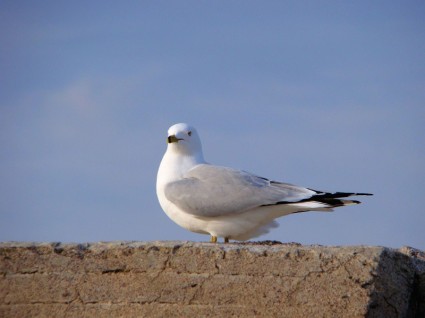 Mouette curieuse