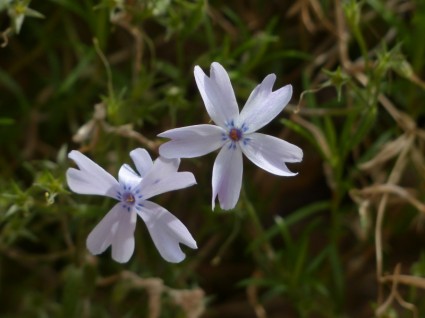 Polster-Phlox Blume Pflanze