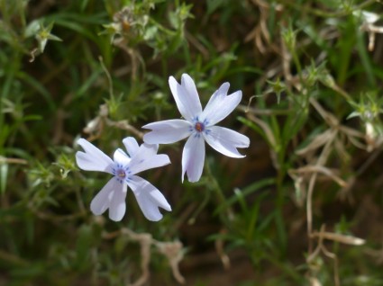 Polster-Phlox Blume Pflanze