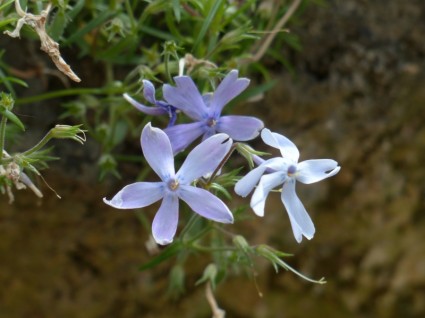 bantal phlox bunga tanaman