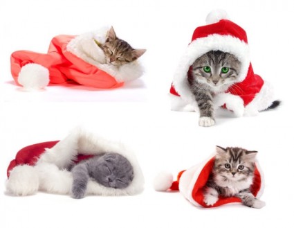 可愛的聖誕帽和貓清晰圖片