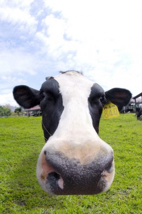 可爱奶牛表达的清晰图片