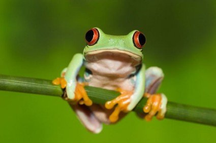 Cute Frog Hd Pictures